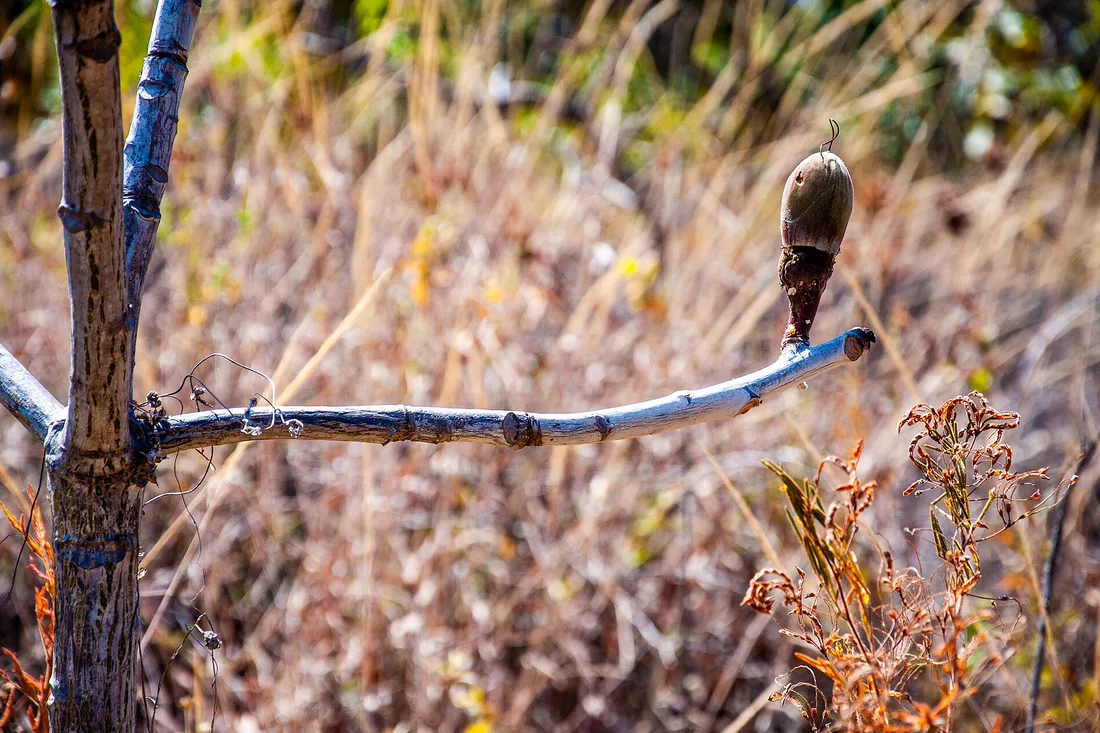 Planta nativa do cerrado da Chapada dos Veadeiros